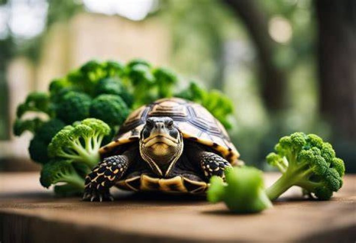 Tortoises Eat Broccoli
