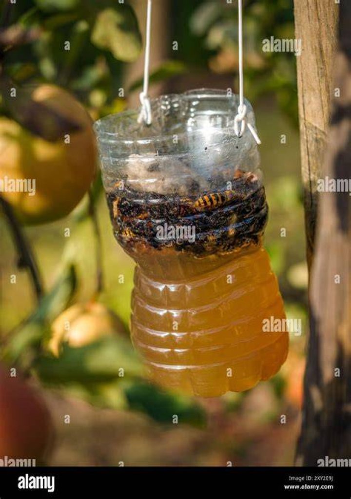 Trap For Hornets