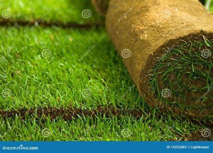 Turf grass close-up
