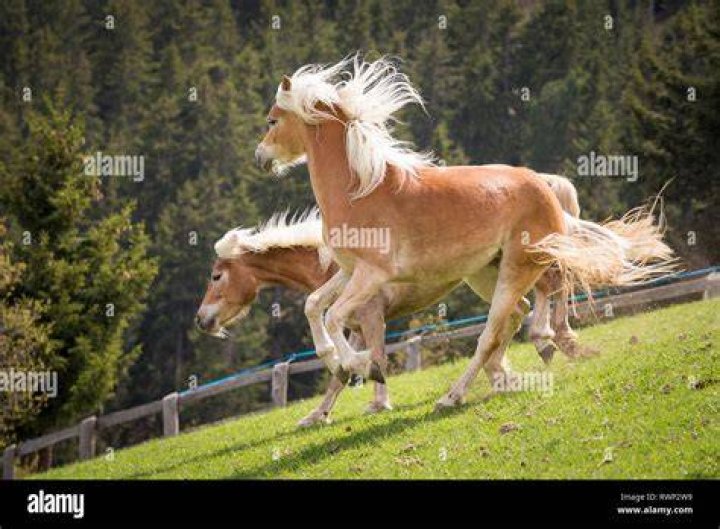 two haflinger horse in the mountain