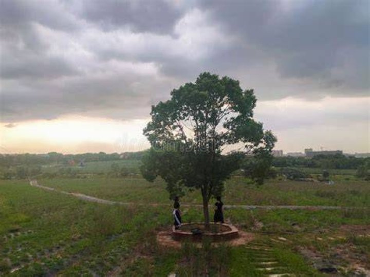 Two people near a tree.