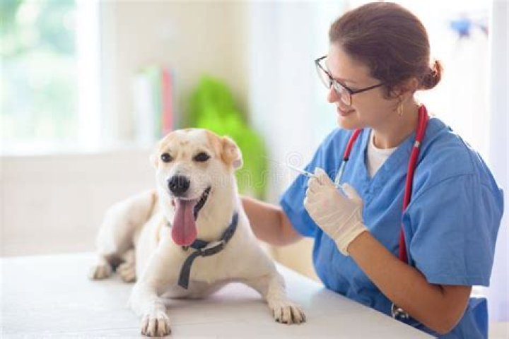 vet examining dog's gums