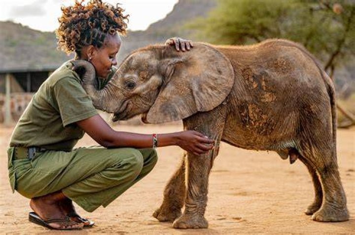 Vital Impacts for wildlife conservation