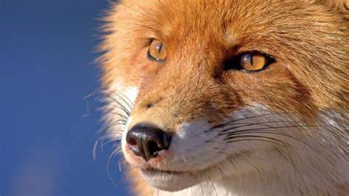 Wallpaper fox, face, eyes, nose 1920x1080 wallpaperUp 660123 HD