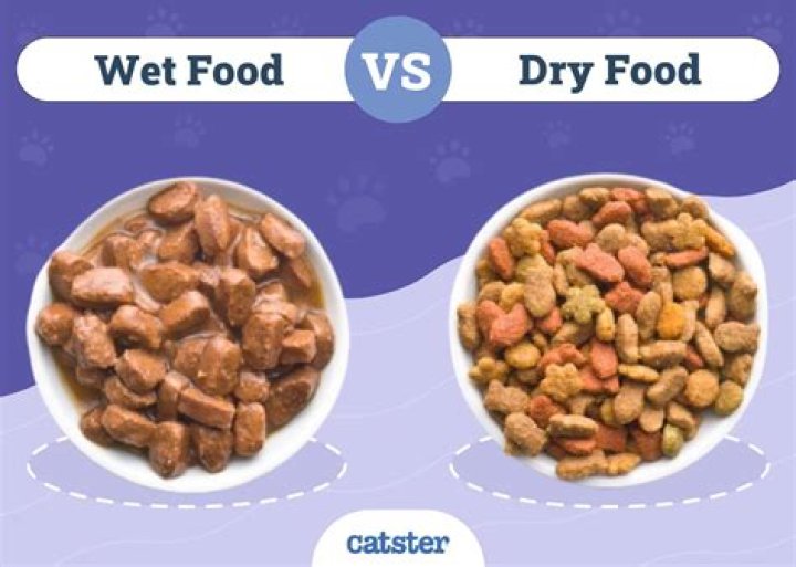 Wet vs Dry Cat Food - Featured Image