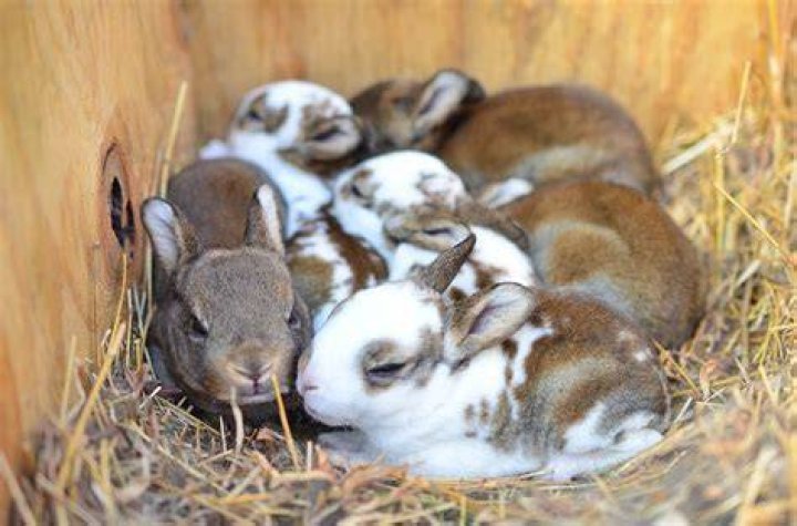 What are Baby Rabbits Called? The Adorable Answer