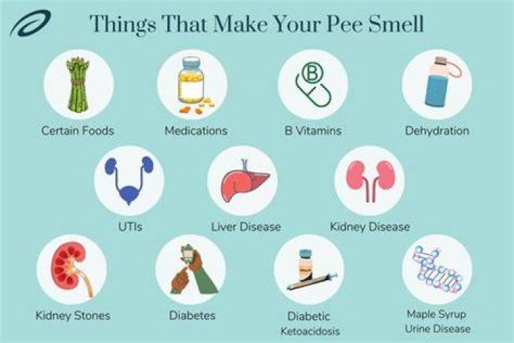 What Foods Make Your Pee Smell? 8 Common Culprits to Know