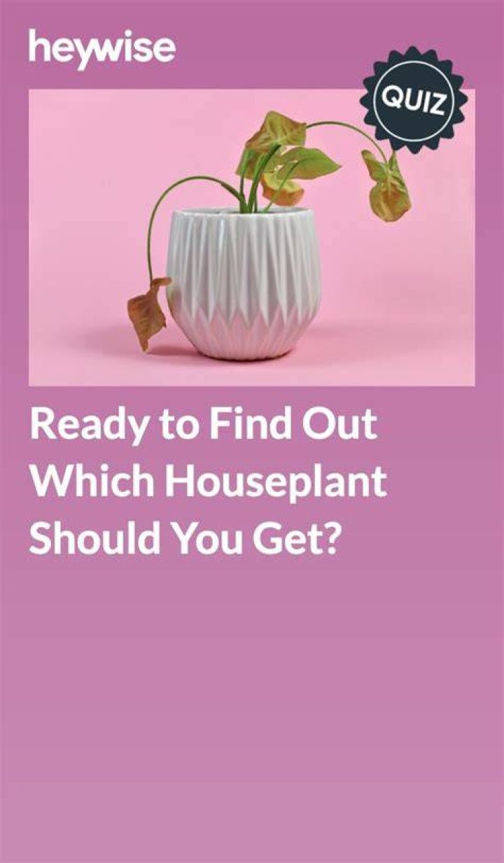What Houseplant Should I Get? Take This Quiz to Find Out