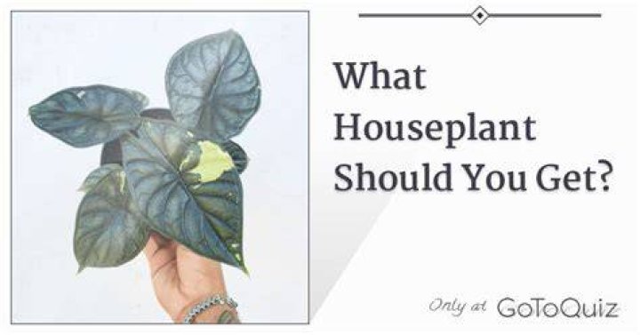 what houseplant should i get quiz