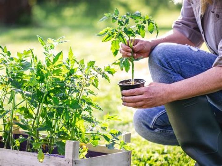 What To Know About Transplanting Plants