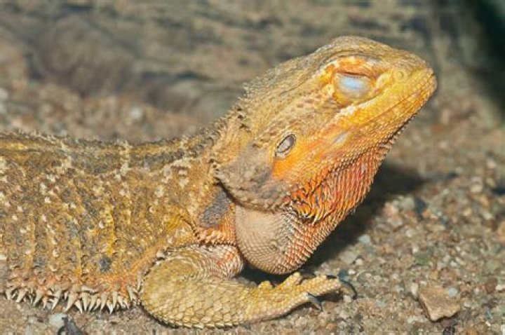 Why Do Bearded Dragons Close One Eye & Keep the Other Open? 10 Reasons