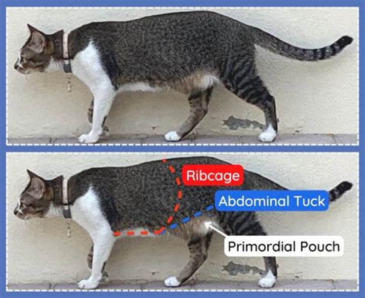 Why Do Cats Have Belly Pouches (Primordial Pouch)? 3 Vet-Approved Theories and What They're Used For