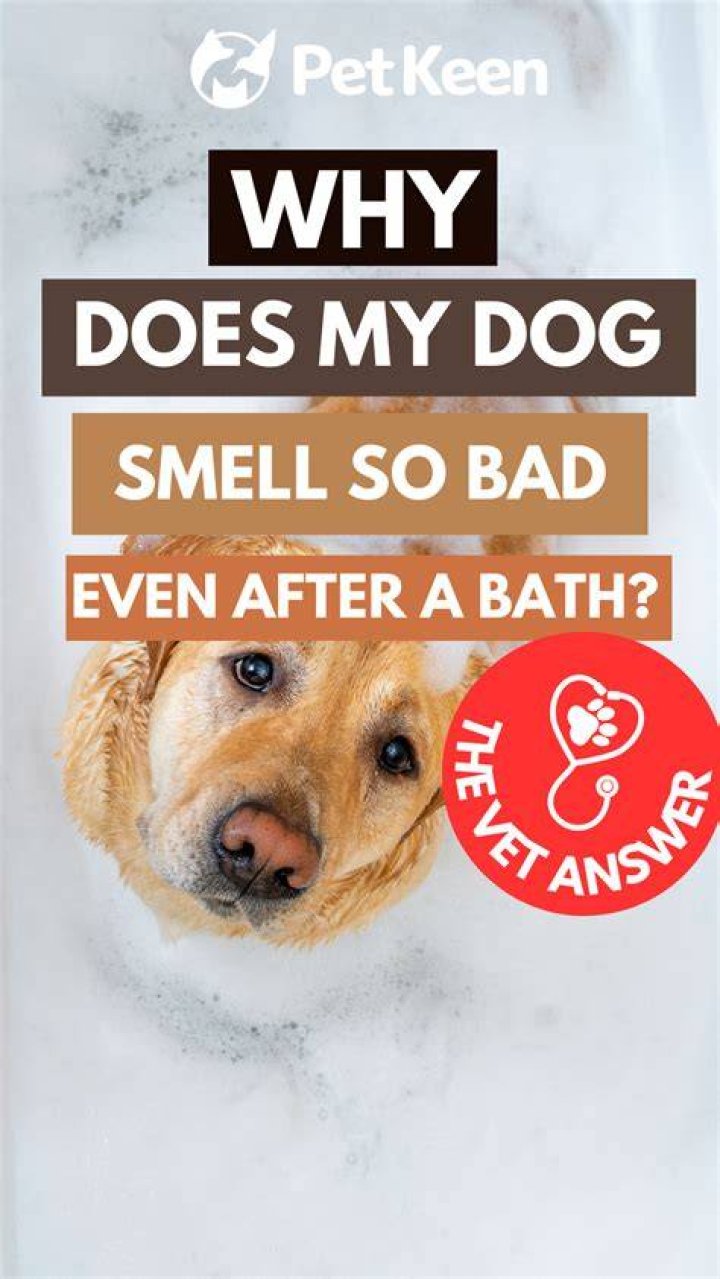 Why Does My Dog Smell So Bad Even After a Bath? (Vet Answer)