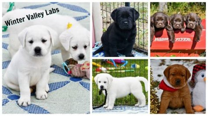 Winter Valley Labs