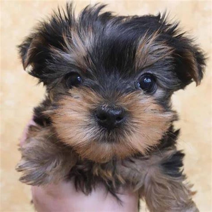 Yorkshire Terrier Puppy