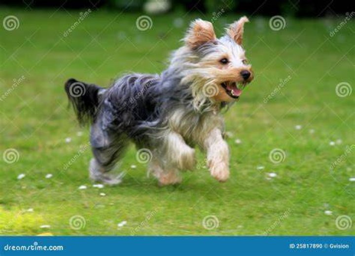 Yorkshire terrier running in the dirt