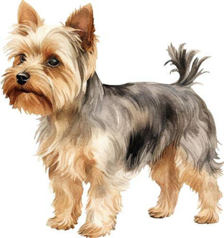 Yorkshire Terrier standing on a wooden table